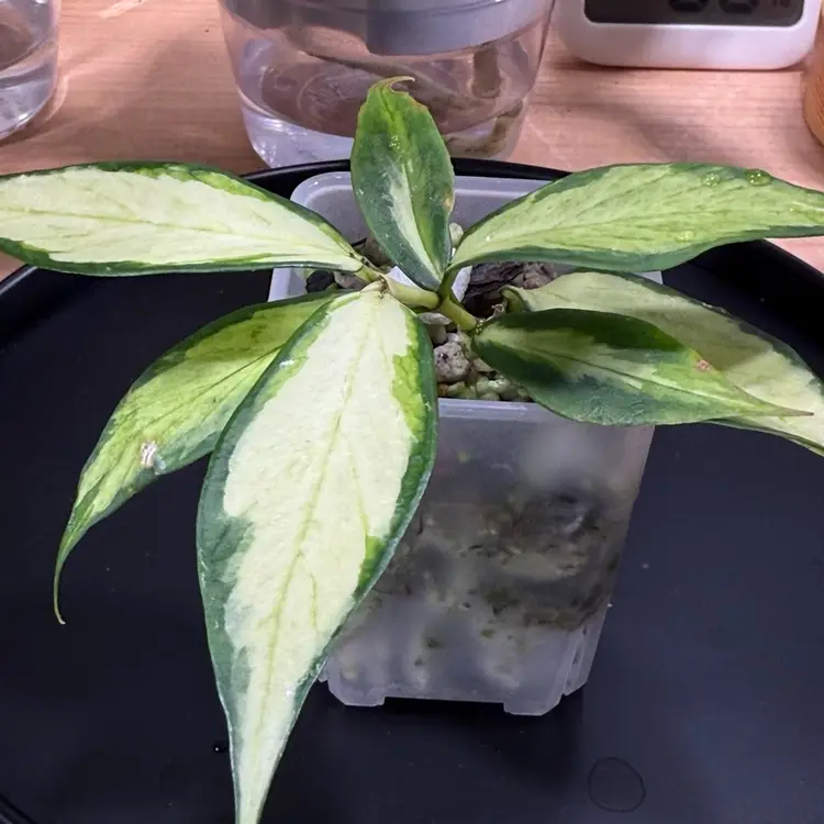 Hoya Polyneura Inner Variegated