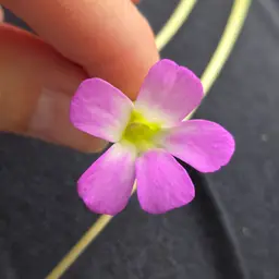 Pinguicula spec. Guatemala (L91-10)