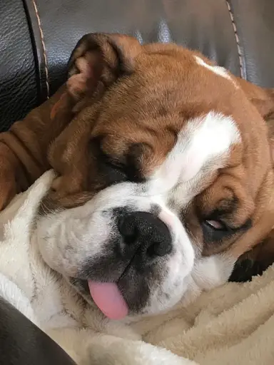 Rosey Says “ It’s A Lazy Sunday, Come Join The Show” Lots Of Nice Items Listed. Hope You Can Make It.