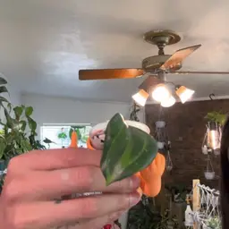 Hoya latifolia bai bua