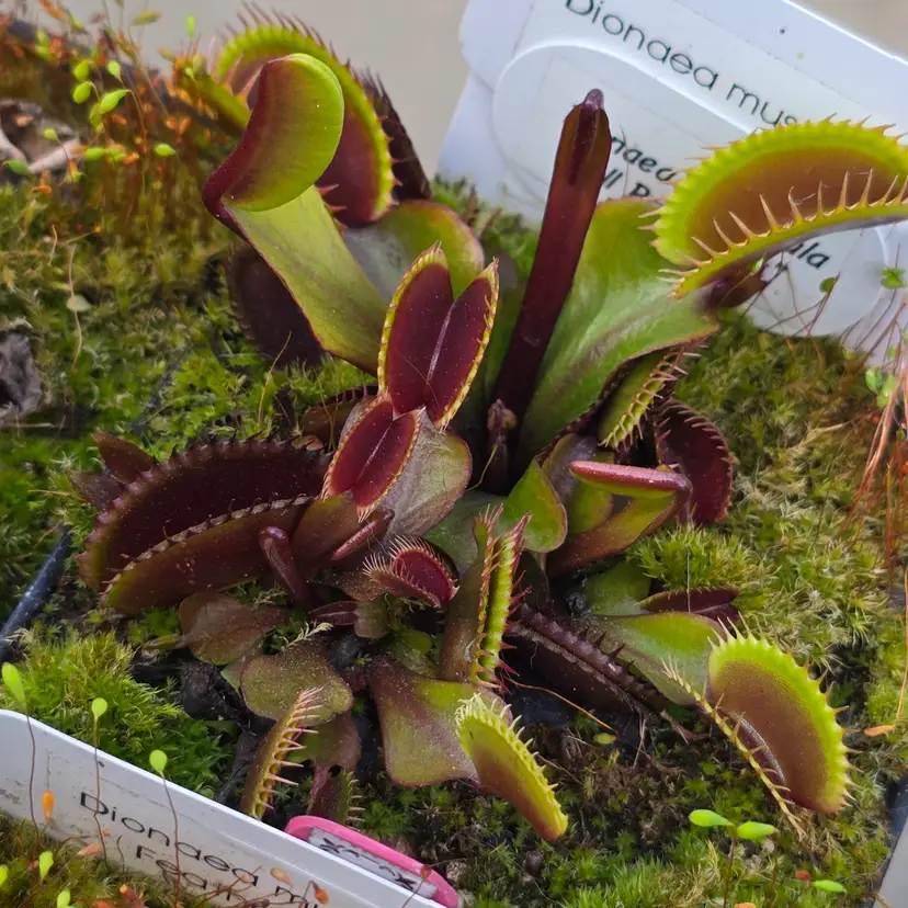 Surprise Grower's Choice Flytrap Cultivar!