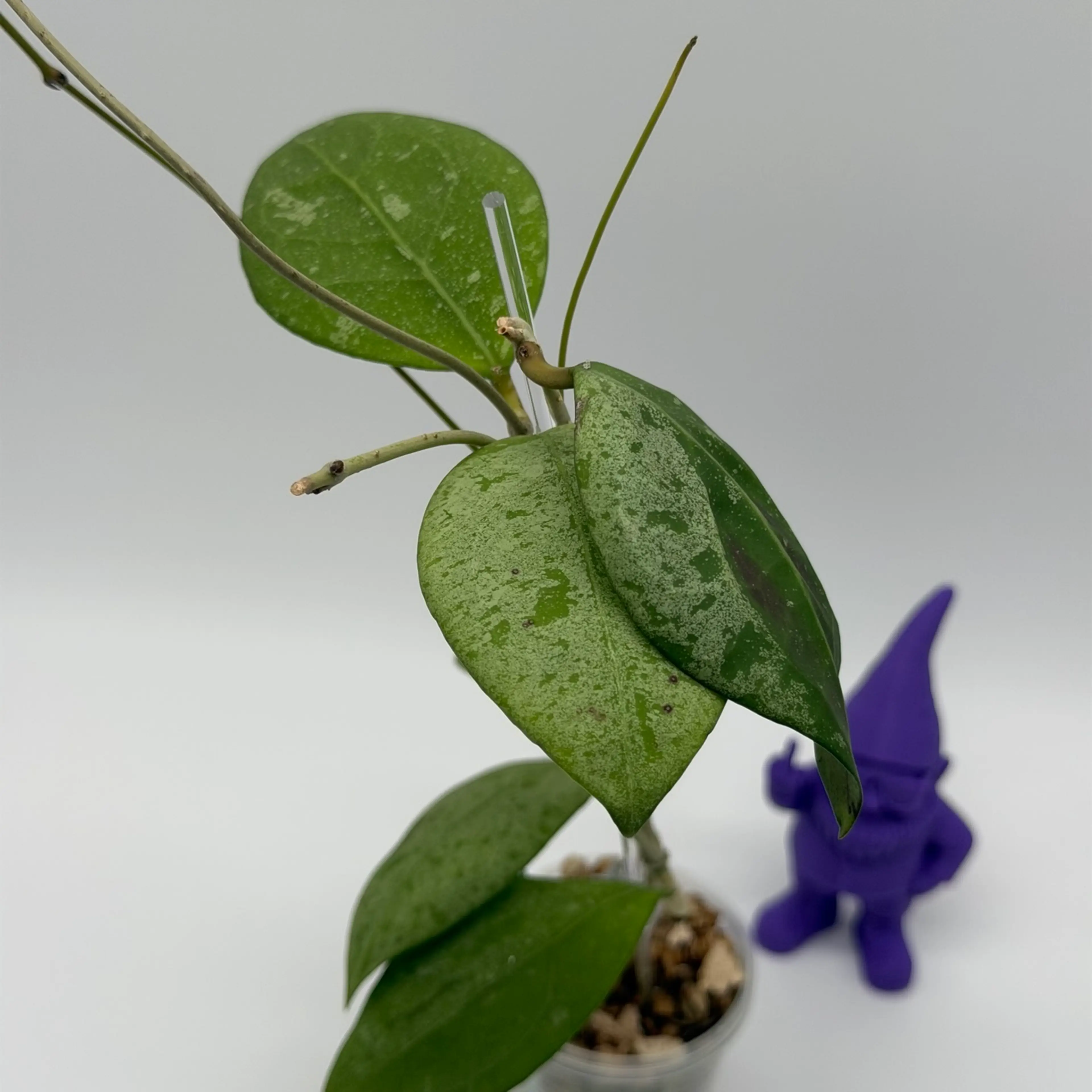Image 3 of 4