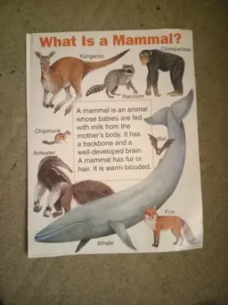 what is a mammal? educational poster