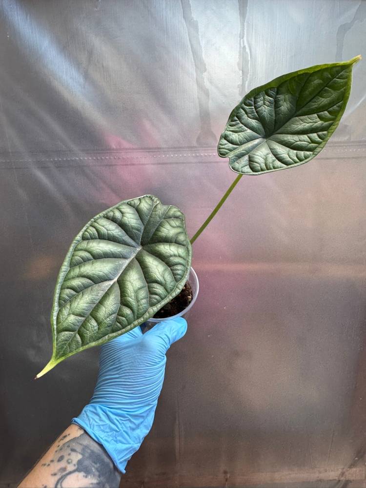 1026 | 3” Alocasia Dragon scale