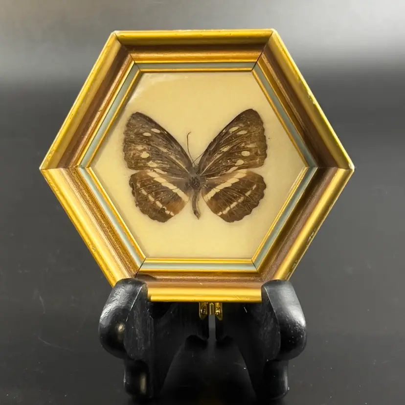 Wood Framed Butterfly Bug Wall Art Hexagon Taxidermy Specimen Miniature