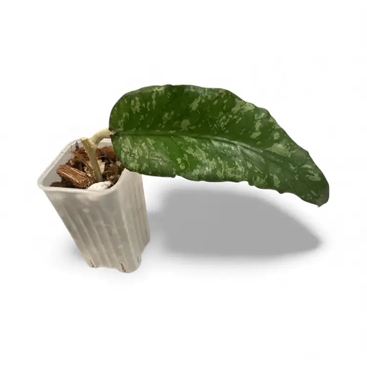 sp. Aceh ‘Ciforana’