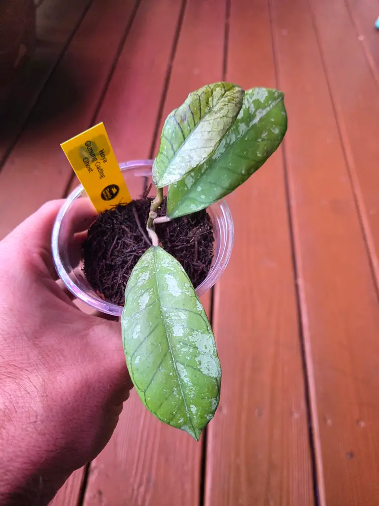 Hoya Gunung gading ghost GGG