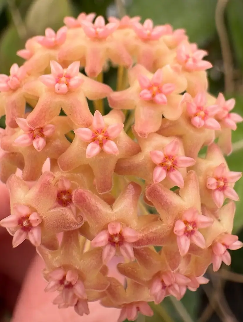 Livestream thumbnail