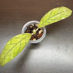 288 GEH2515 ah blue stone x richardo