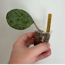 Hoya MB1255 ‘Michele’ (Silver)