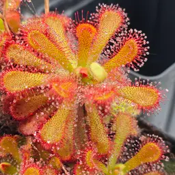 SEEDS Drosera coccicaulis