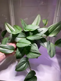 Scindapsus Moonlight