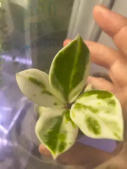 Hoya Madara Snow Angel