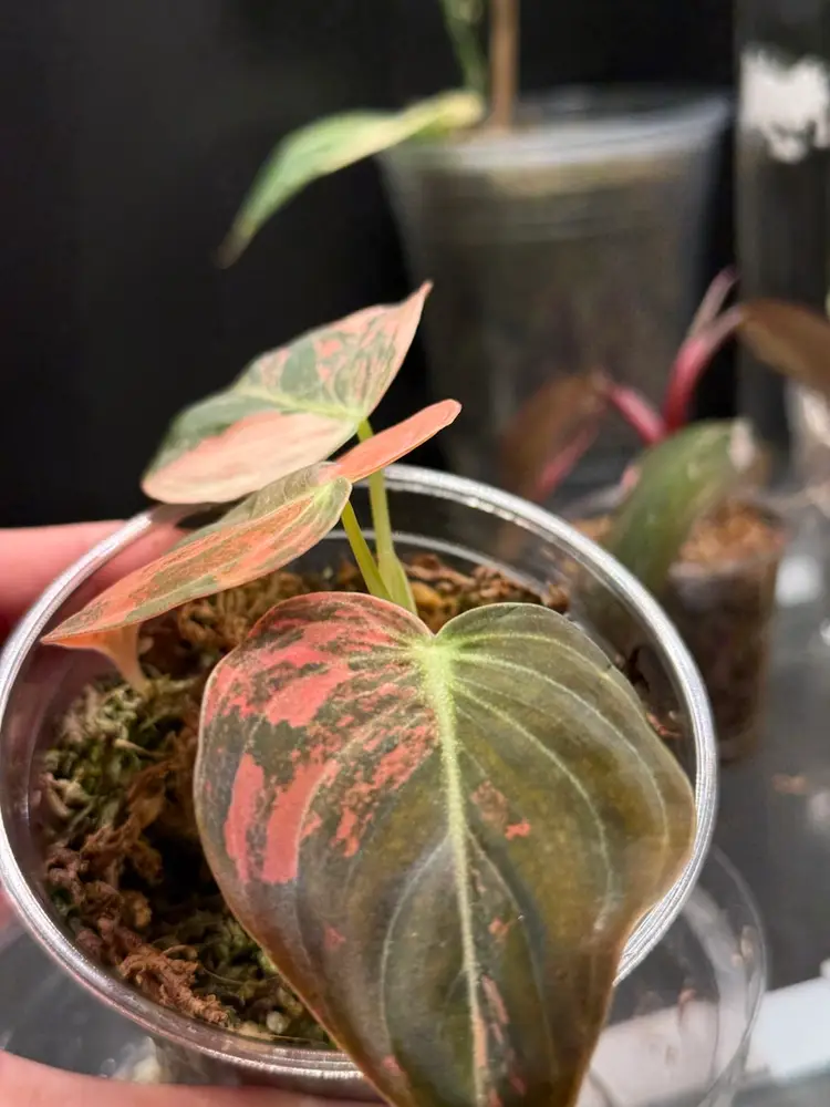 Orange Melanochrysum