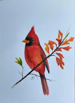 Cardinal Original Watercolor Painting Signed By The Artist 5x7 Free Shipping