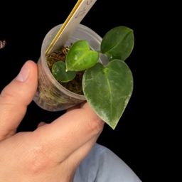 S12 Anthurium (Mag Norte x Waroq) x (Crystal x F2) seedling
