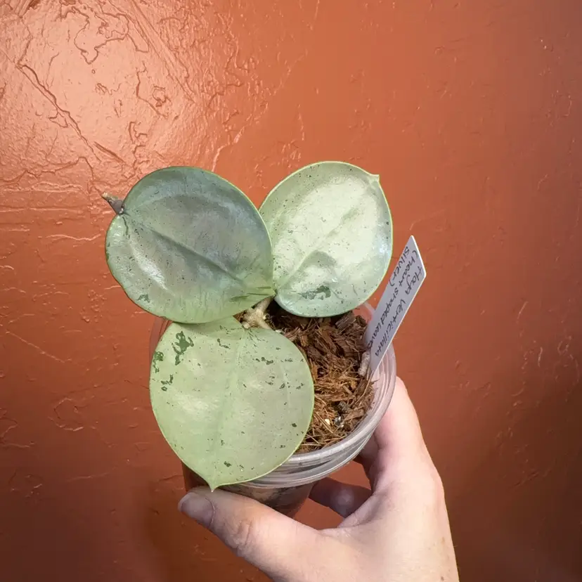 Hoya verticillata silver heart leaf