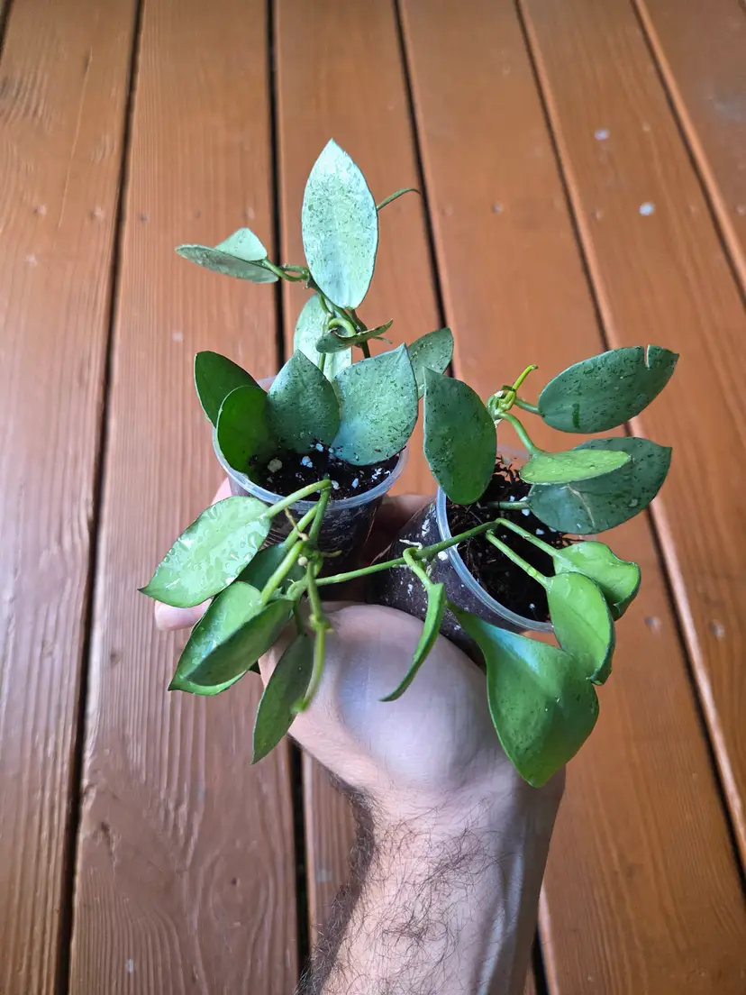 Hoya lacunosa Mint coin (2 available)