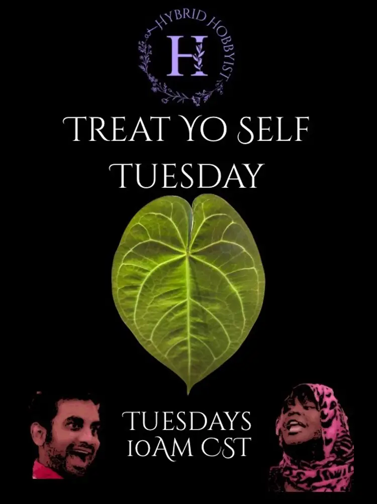 TREAT YO SELF - Hoya + Anthurium