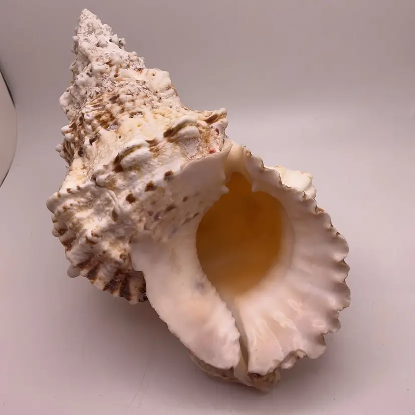 Conch Frog Shell Seashell Natural Decorative Ocean Decor 8”