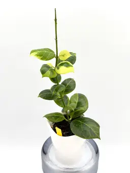 Hoya obscura outer variegated + Bonus Cutting