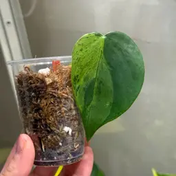 SNIPE MODE - Var Heartleaf Philo