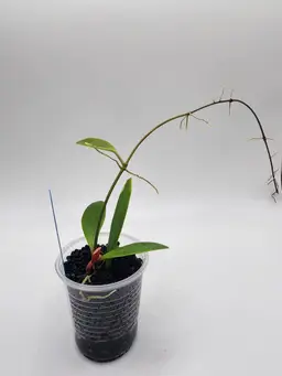 Hoya sp. wayetii 'Dark Choco'