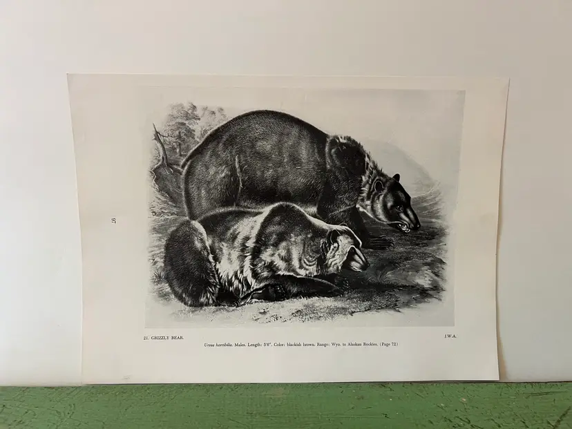 GRIZZLY BEAR Vintage Audubon North America Print. 1951 12 x 8.75"