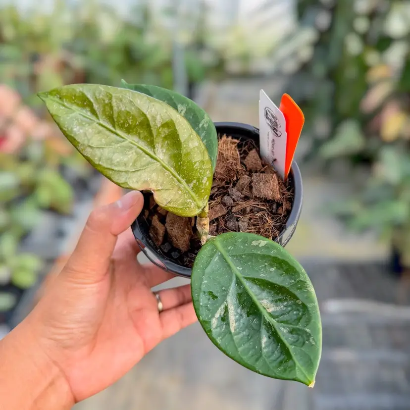 PS0250 - Hoya sp. (Lai Chau, round leaf)