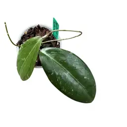 Hoya RHM2481-KRB01 (Swiffer’s Mood x unk)