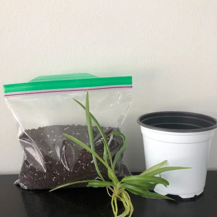 Spider Plant Grow Kit