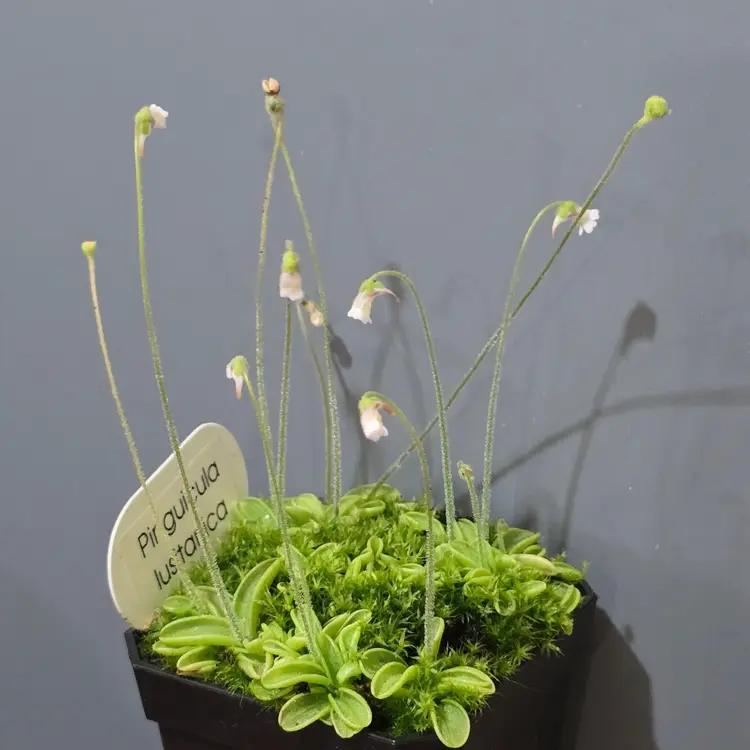 SEEDS Pinguicula lusitanica (TEMPERATE)