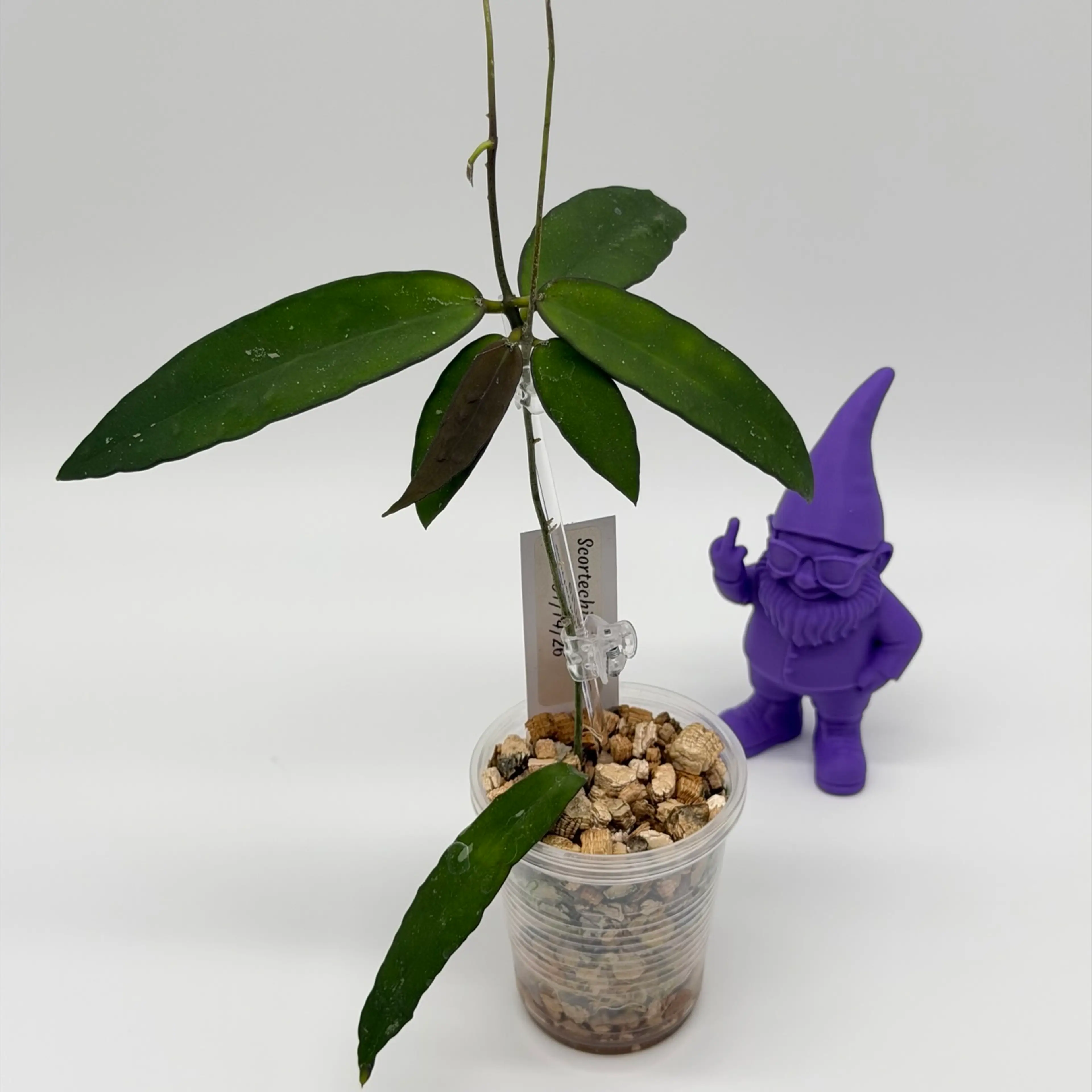 Image 2 of 2