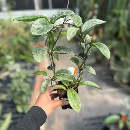 PS0138 - Hoya carnosa ‘Nova Ghost’