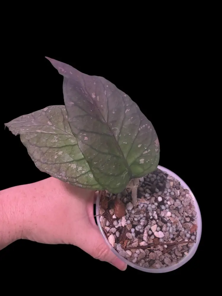 15-Hoya sp Aceh venomous