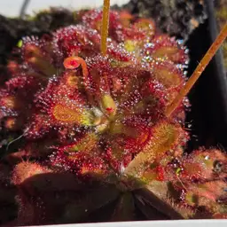 SEEDS Drosera venusta "Witelskop, SA"