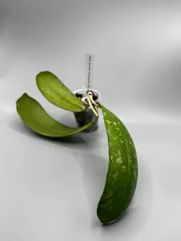 h sumatra round leaf