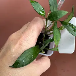 Lacunosa IML 1039 Bogar Java