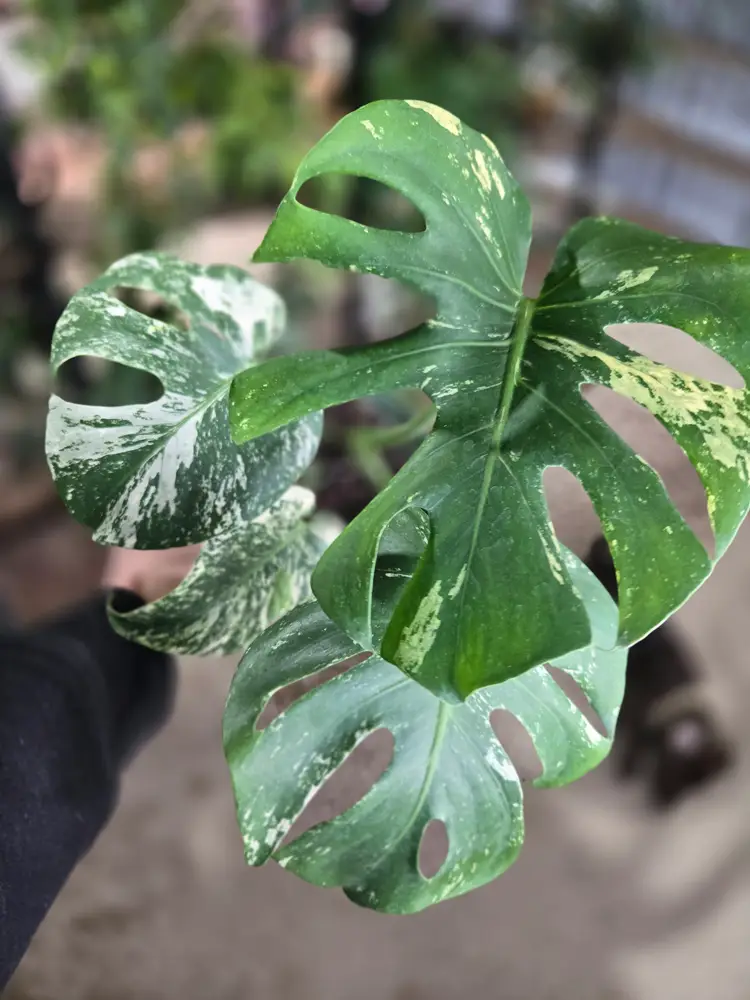 Grower's Choice Mint Monstera SPECIAL PRICING