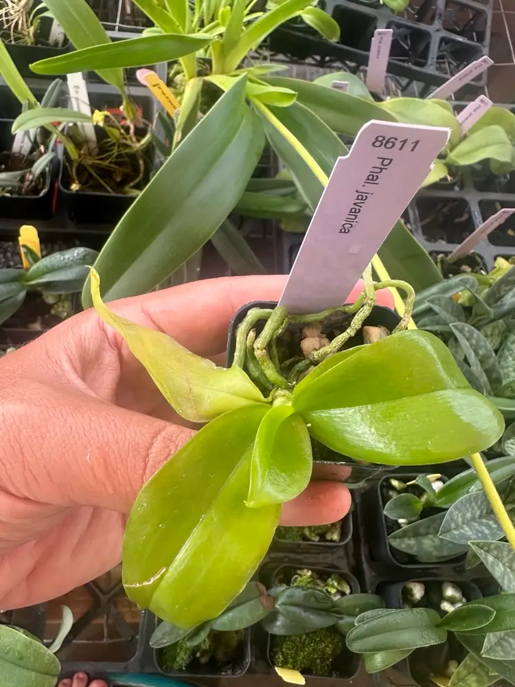 Phalaenopsis javanica