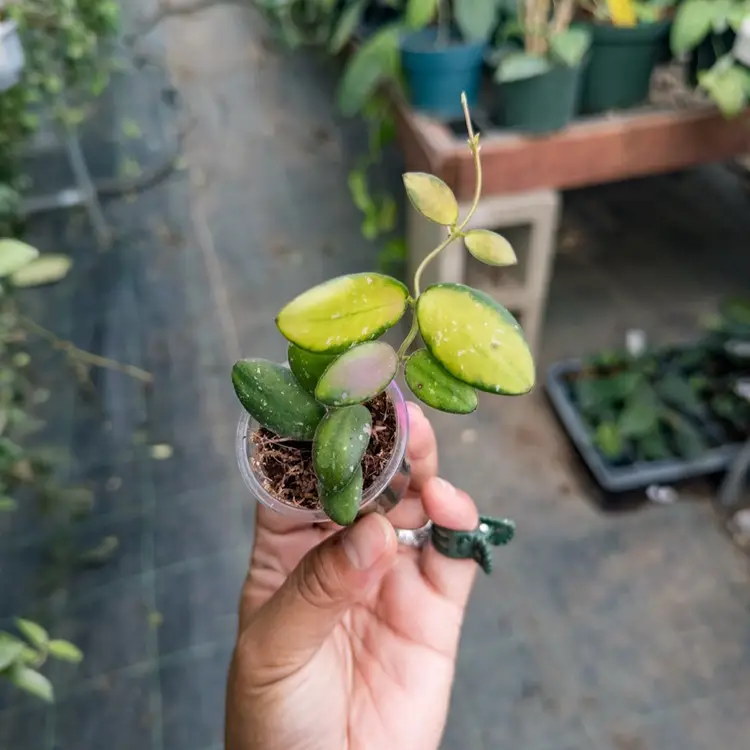 COLLECTORS - Hoya sp. VL9 (variegated)