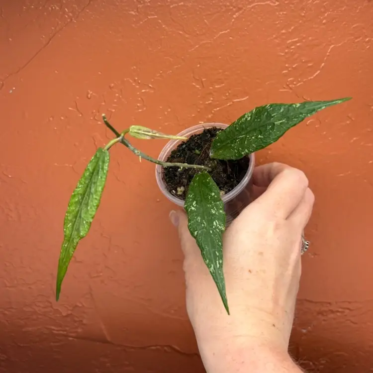 349 Hoya sp Bleng Beke 'Z3'