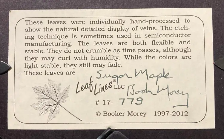 Booker Morey Leaf Lines