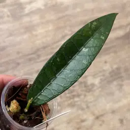 5 Hoya sp. Aceh ‘Triops’