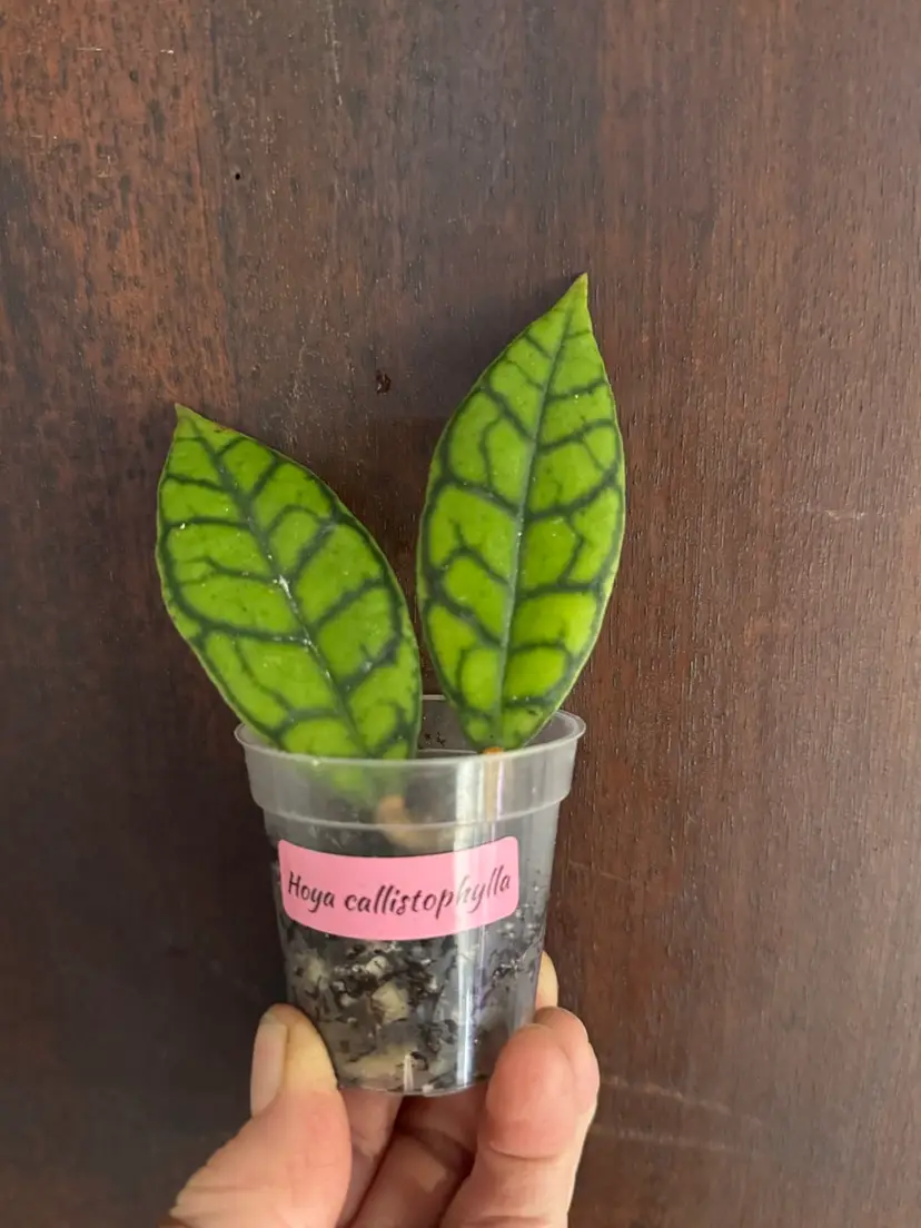 Hoya callistophylla rooted plant! 2 inch pot
