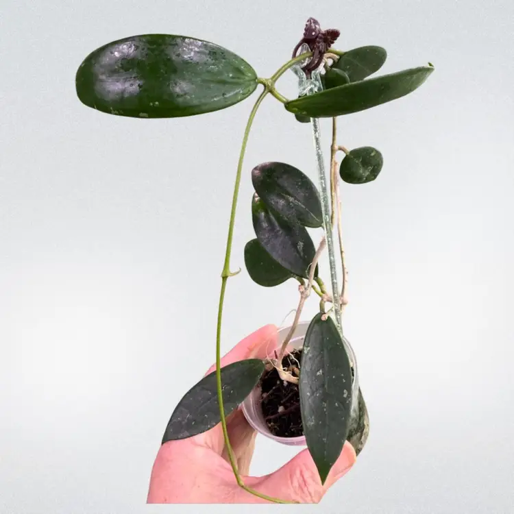 012- Hoya from seed 14-1 x unk 2023! Has unique smaller leaves