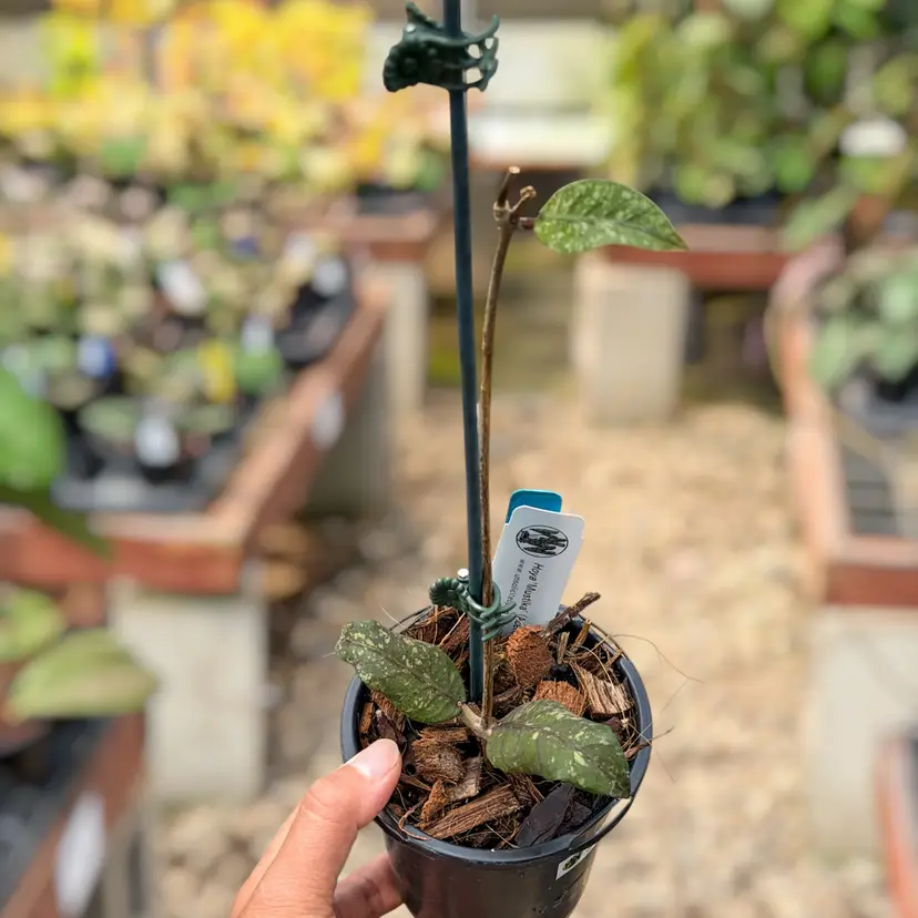 G - PS0565 - Hoya ‘Mustika’