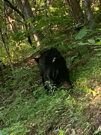 Black Bear