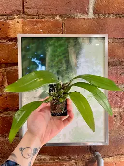 Bulbophyllum longissimum orchid