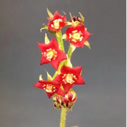 Drosera adelae clump with live sphagnum